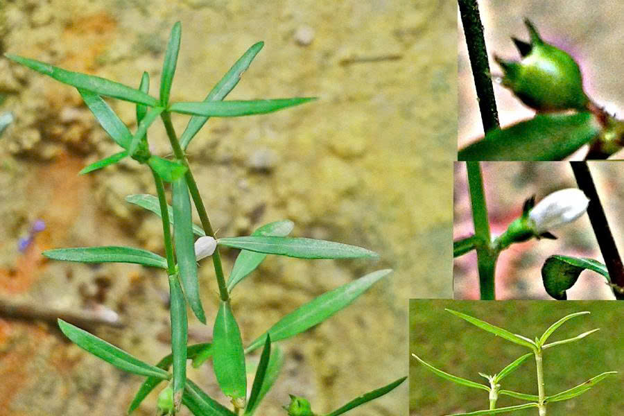 Bạch hoa xà thiệt thảo